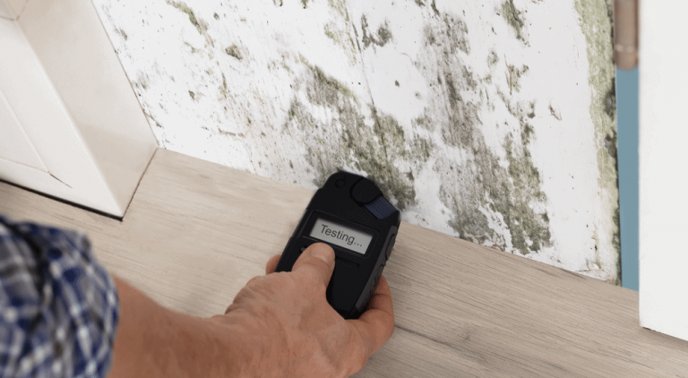 BH What is involved in a mould inspection Do I need one FI 768x422