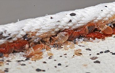 bed bug