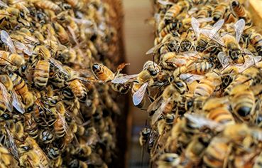 bee extermination