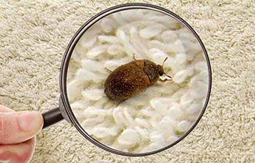 carpet beetles