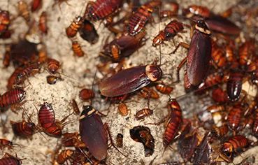cockroach control