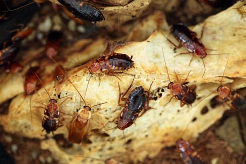 cockroach infestation