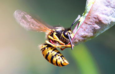 european wasps