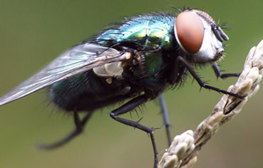 fly control