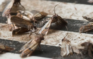 moths extermination