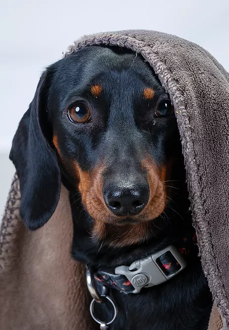 pet2