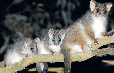 possums extermination