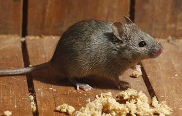 rodent control