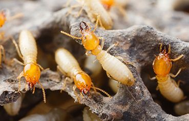 termite control