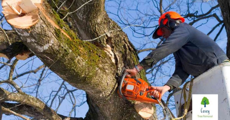 Pruning The Advantages of Different Types of Tree Pruning 768x402