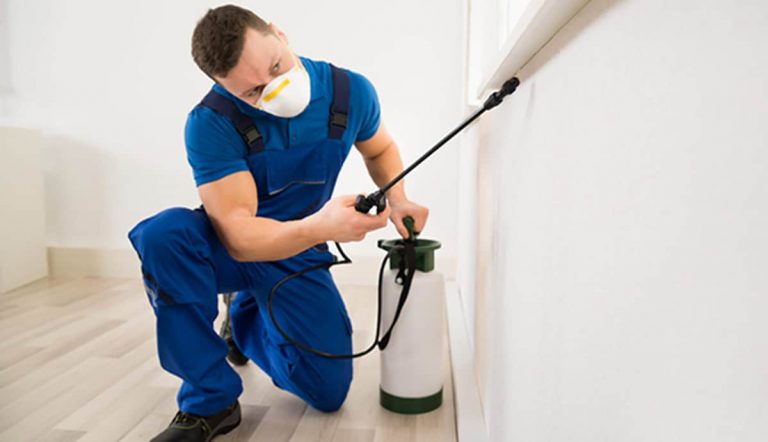 The presence of creepy pests at home troubles you by taking away your peace of mind. Pest like ants cockroaches bed bugs rats and spiders cause an infection that is risky to your health and property. 2 768x442