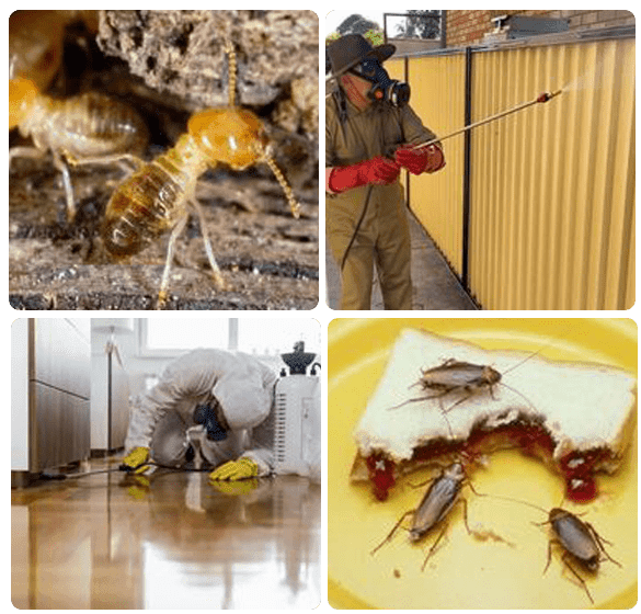 dbc44f3cd68308b1e52586ef072ca77d.Best Pest Control Carlton 1