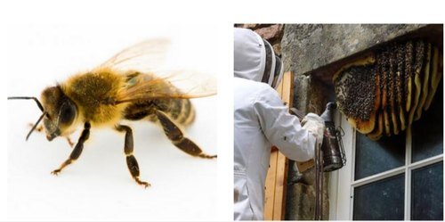 bees control services 500x500 1