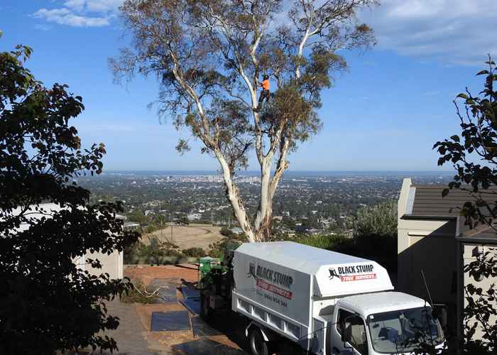 tree removal2
