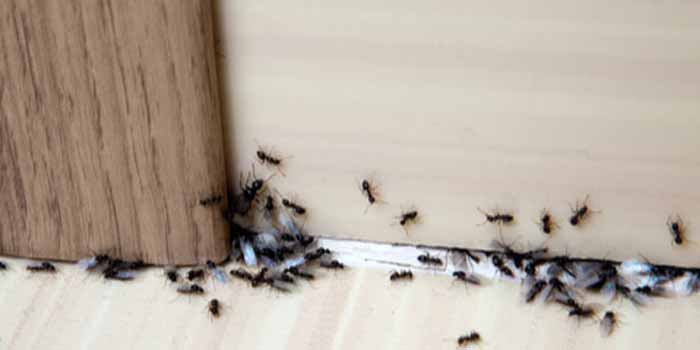 Ant Control Mosman Park