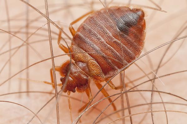Bed Bugs Control 1