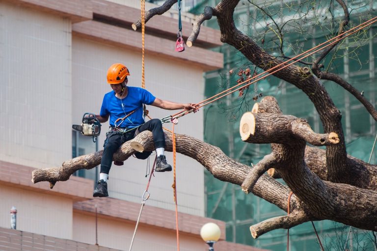 Blacktown Tree Service 768x512