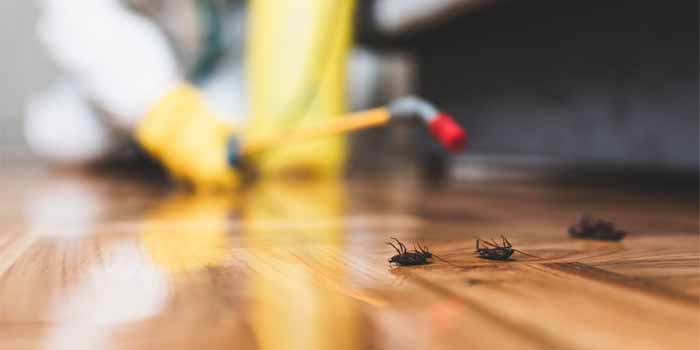 Cockroach Control Redbank Plains
