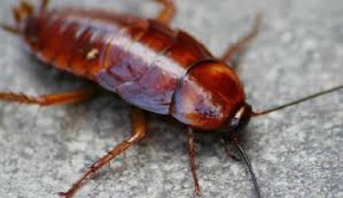 Pest Control