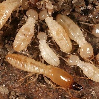 5551fee4d8bdb7618a24e50a6487ae79.Emergency Termite Control Services