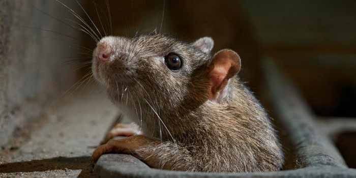 Pest Control Hobart 1
