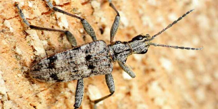 Pest Control Hobart AU