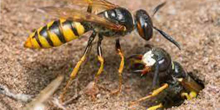 Pest Control Hobart TAS AU 1
