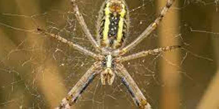 Pest Control Hobart TAS