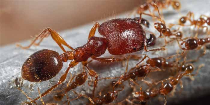 Pest Control Hobart Tas 2
