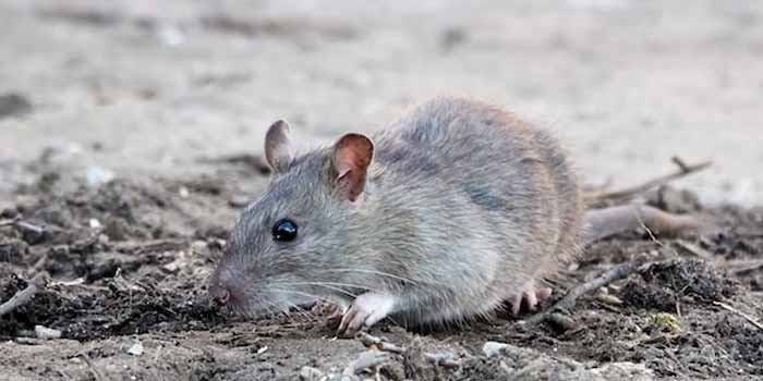 Pest Control Hobart Tas AU 2