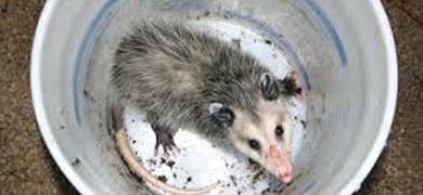 Possum Removal