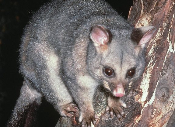 Possum Removal4