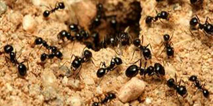 Professional Pest Control Melbourne 2
