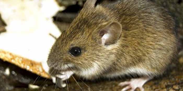Rodent Control Melbourne