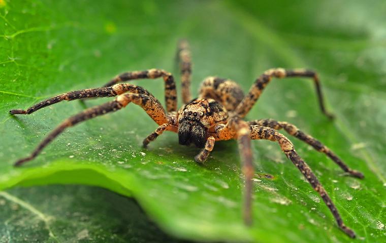 Spider Control 4