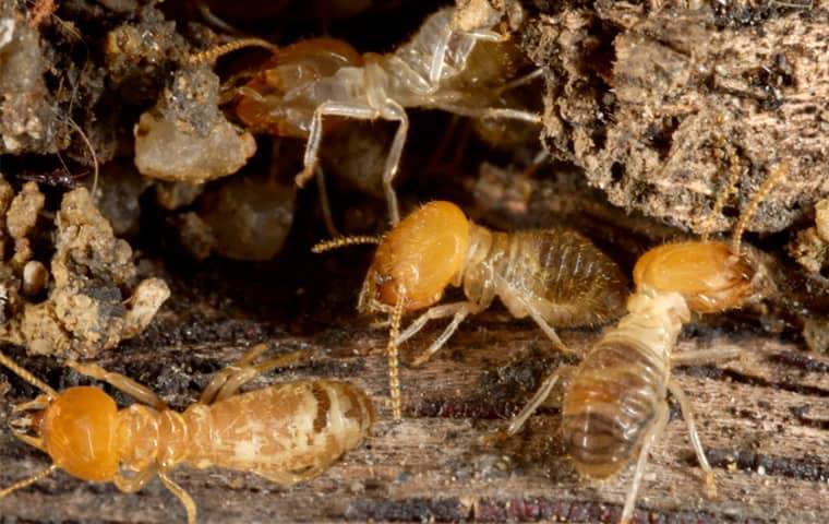 Termite Control