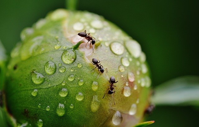 ant control treatment