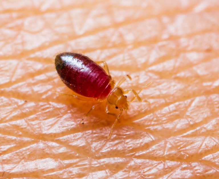 bed bugs 1 768x630