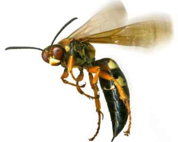 high quality wasp 4