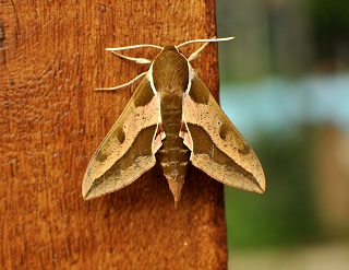 moth control 2