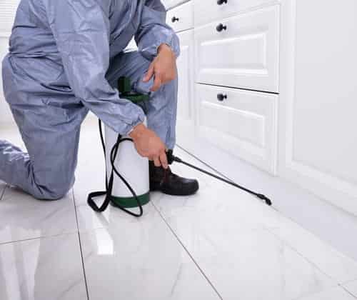 pest control services
