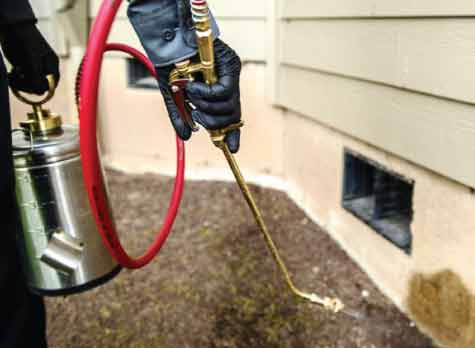 professional spider control services