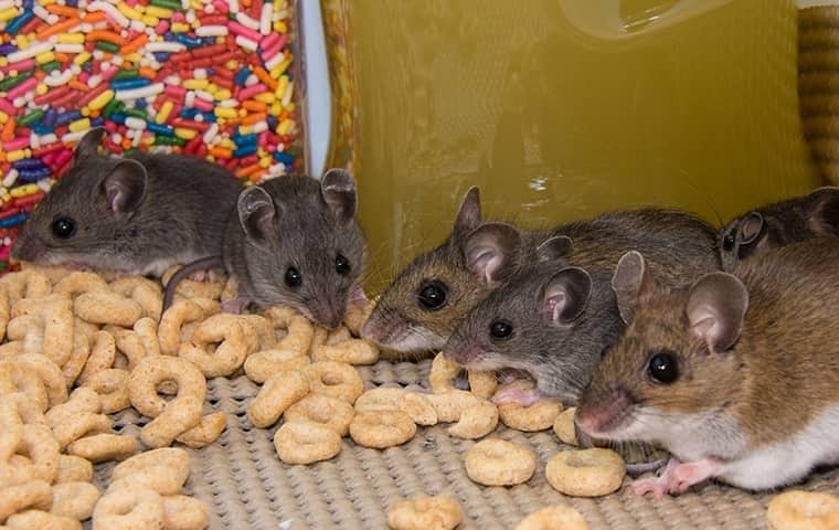 rodent control