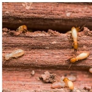 pest control 1
