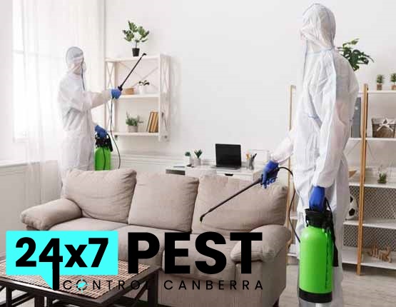 247 Flies control canberra 7