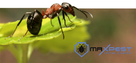 MAX ant control canberra 1