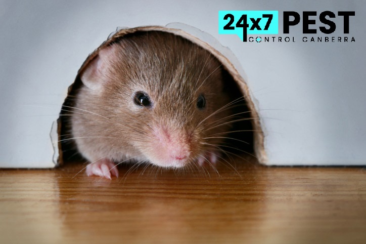 RodentControl DVP4934224 P Mouse peeking out of mouseDVP4934224