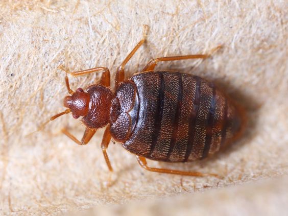 bed bug1