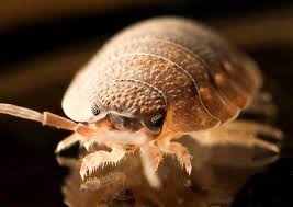 bed bug2