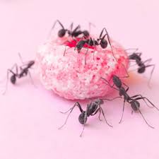 Ant control 12